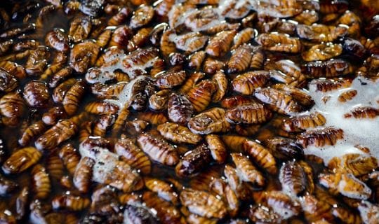 Cockroaches